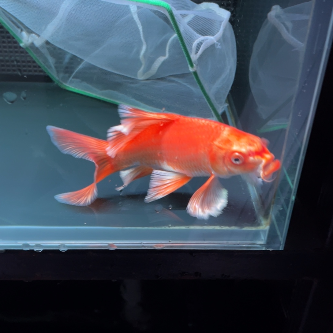 海水鱼人**梦哈哈哈哈哈哈哈哈