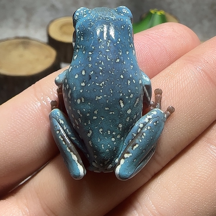 老爷树蛙3 魔鬼蓝暴雪