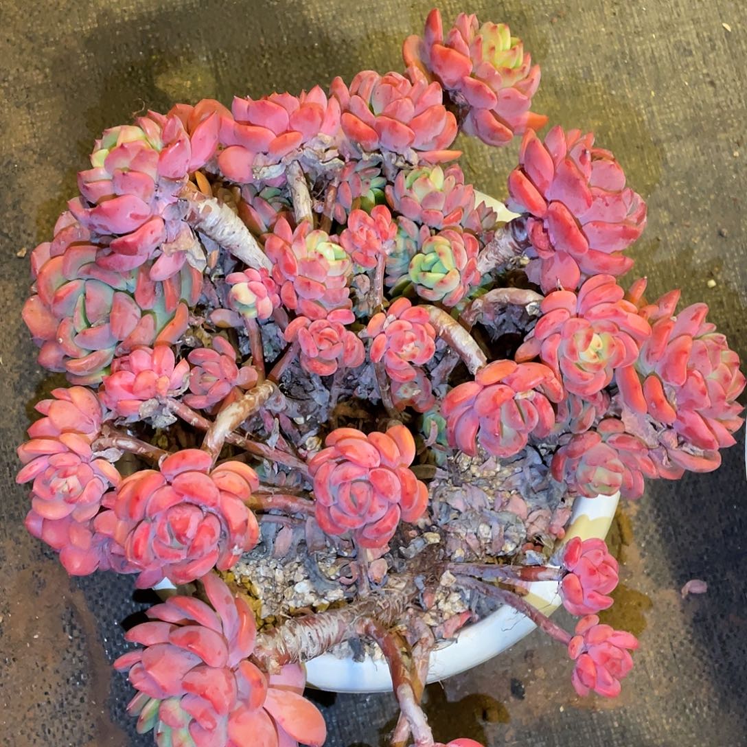 多肉植物一物一拍