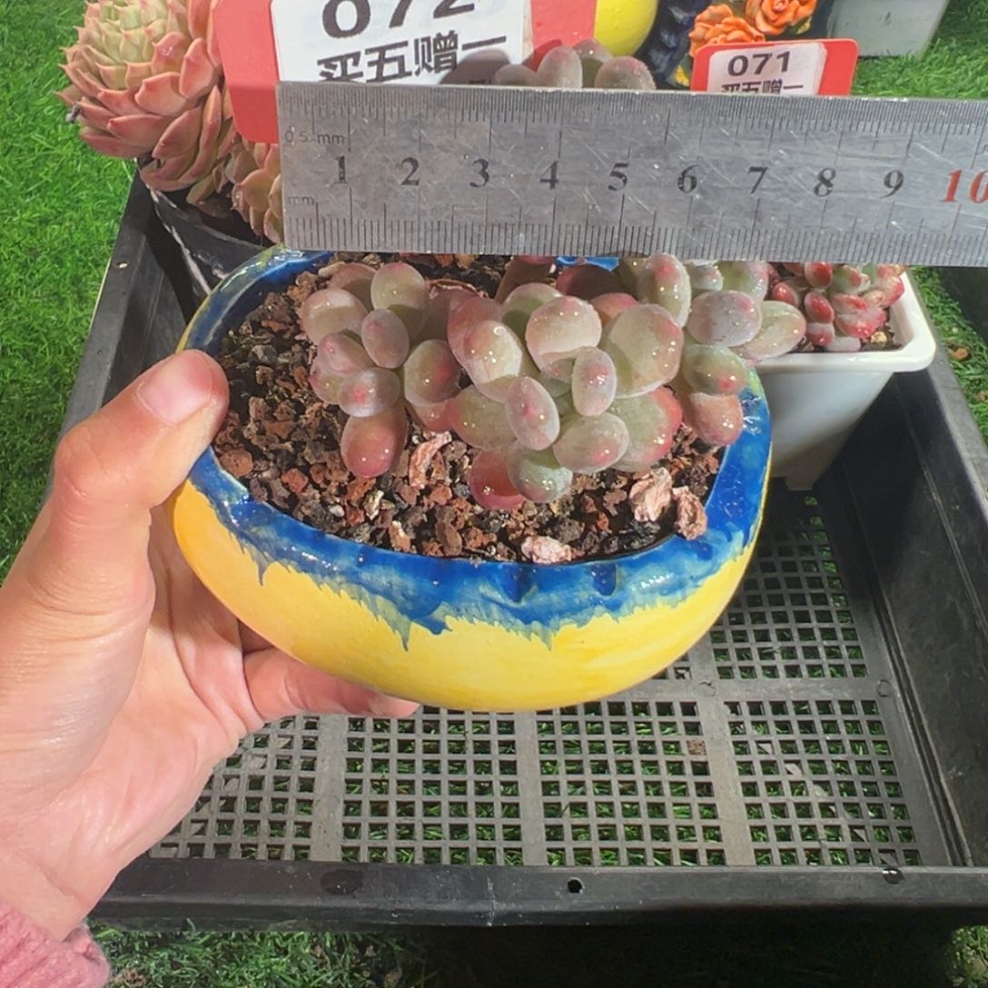 表妹精品多肉072: