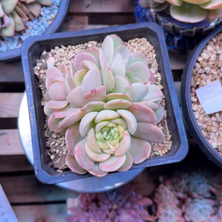 泡泡冰多肉植物ghhchbj