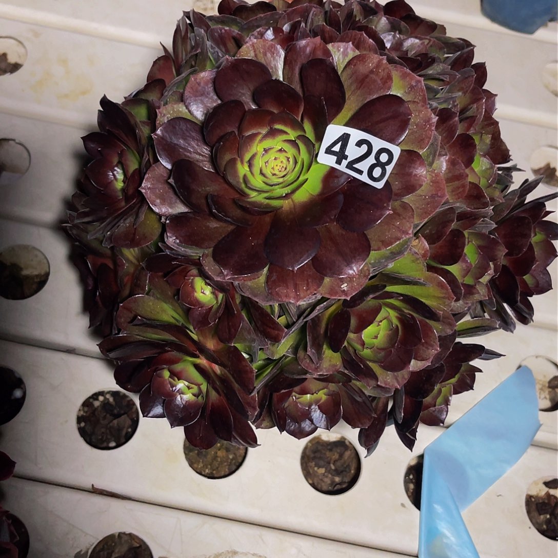 法师法师3/-9包邮法师