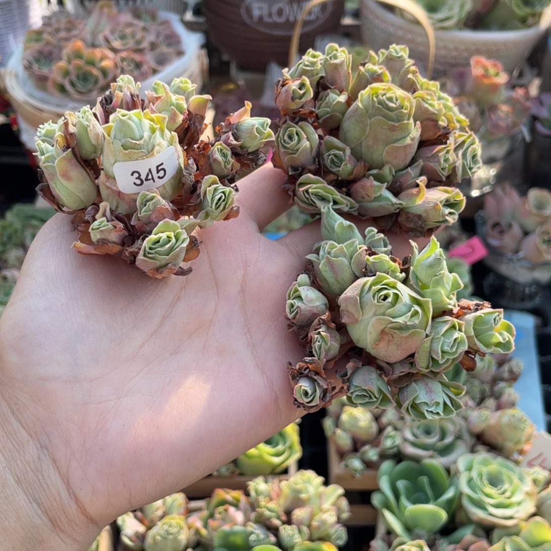 诸***亮多肉植物山地玫瑰245三颗