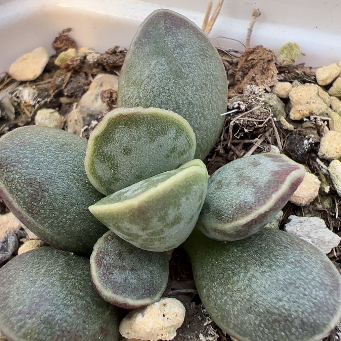 艾薇花蛋多肉植物水泡多肉植物