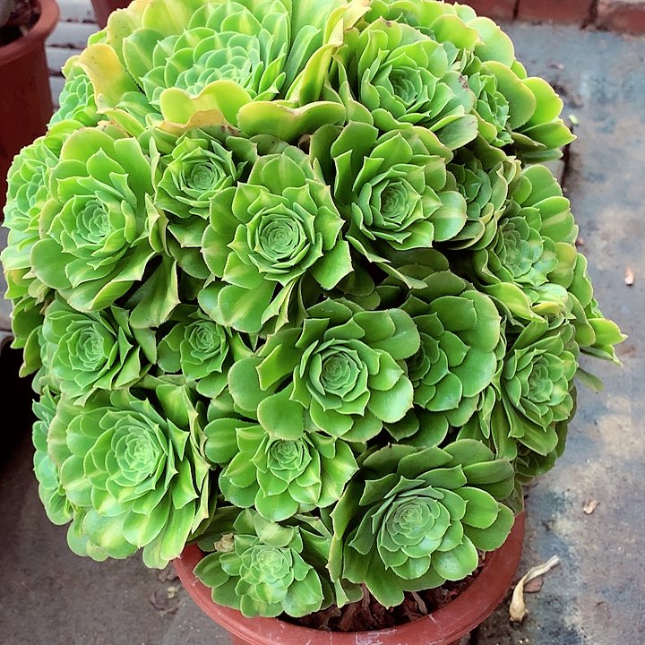 翡翠琉璃啊啊啊啊啊啊