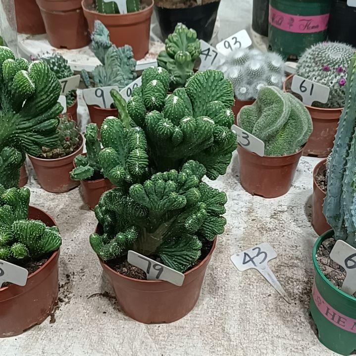 五指山        30元