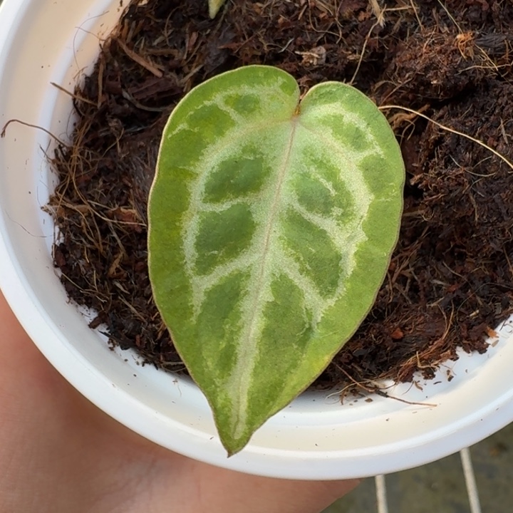 完全开放香槟粉杂