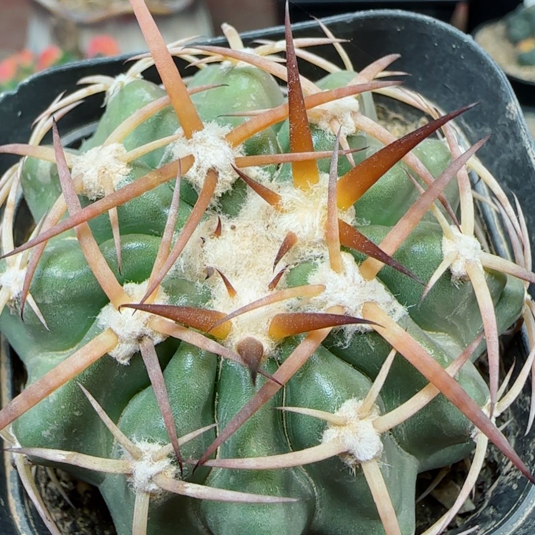 55实生狂刺圆盘玉多肉5.6厘米