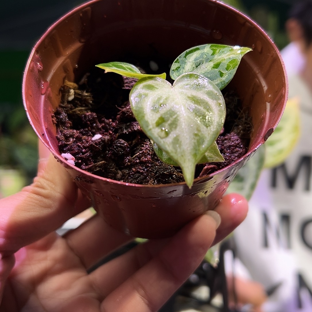 完全开放铜锣烧侧芽