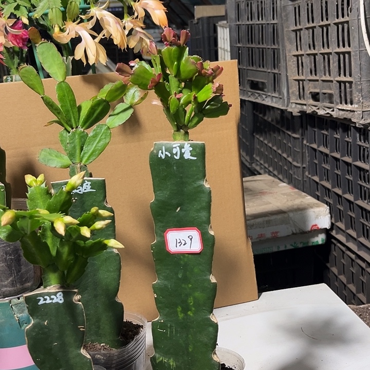 用***6当前无花朵，栽培后可花朵小可爱