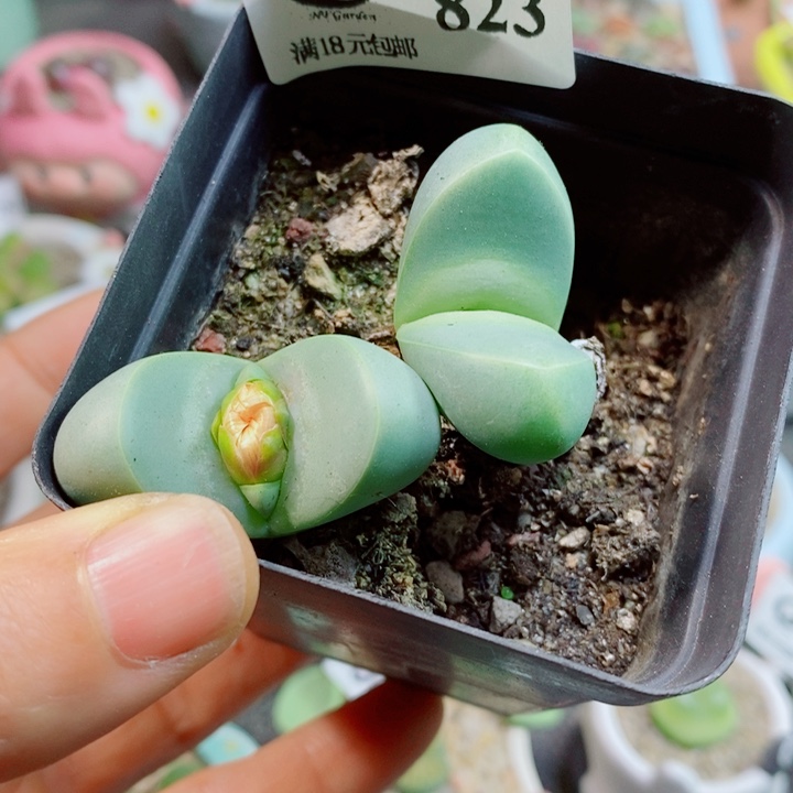 生石花花花哈哈哈哈哈哈823