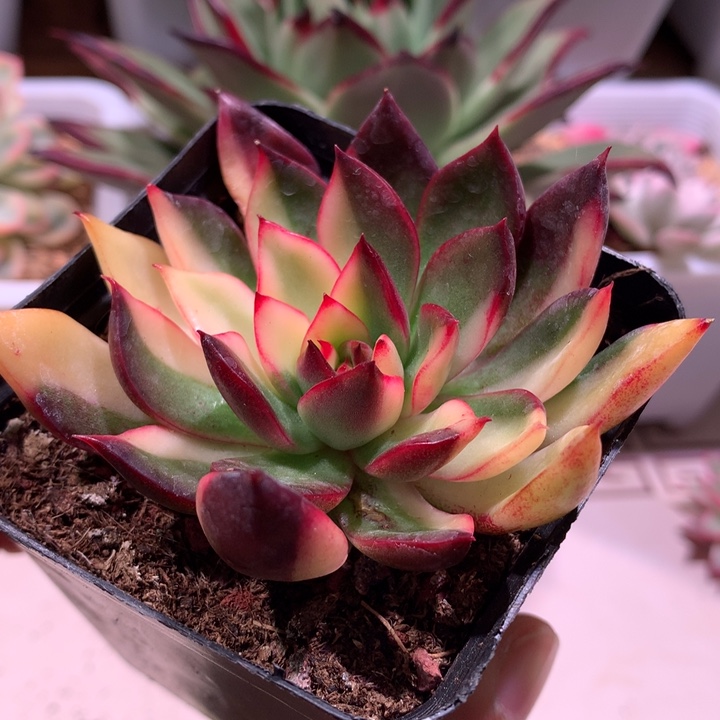 野马东云锦拉丝锦锦