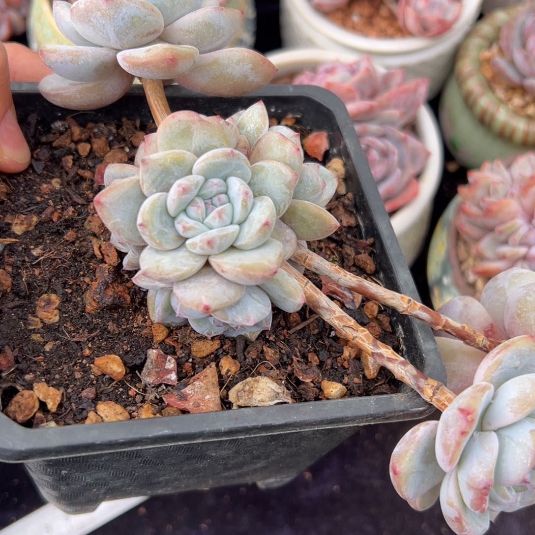 新年快乐 新年快乐