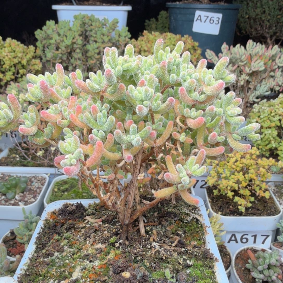 A764红冰晶枝干一物一拍