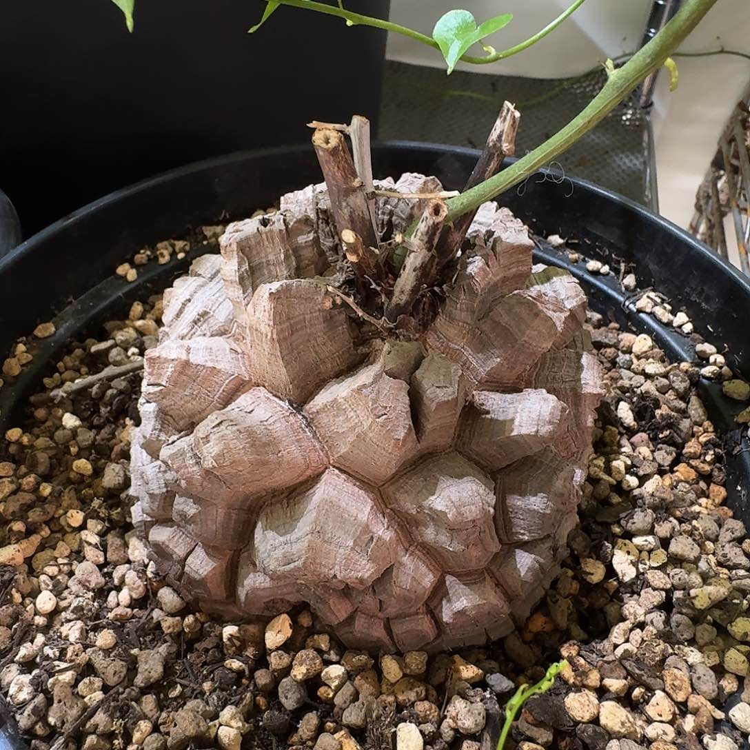 定闪长谷川28838843