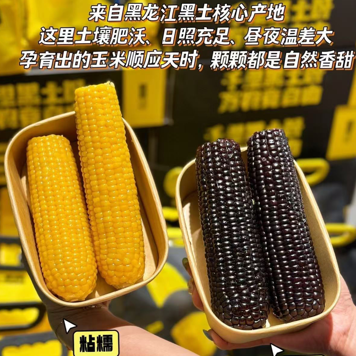 黑金时刻双拼礼盒黑糯玉米黑龙江省