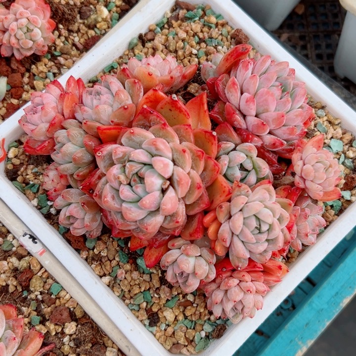 精品多肉植物老桩