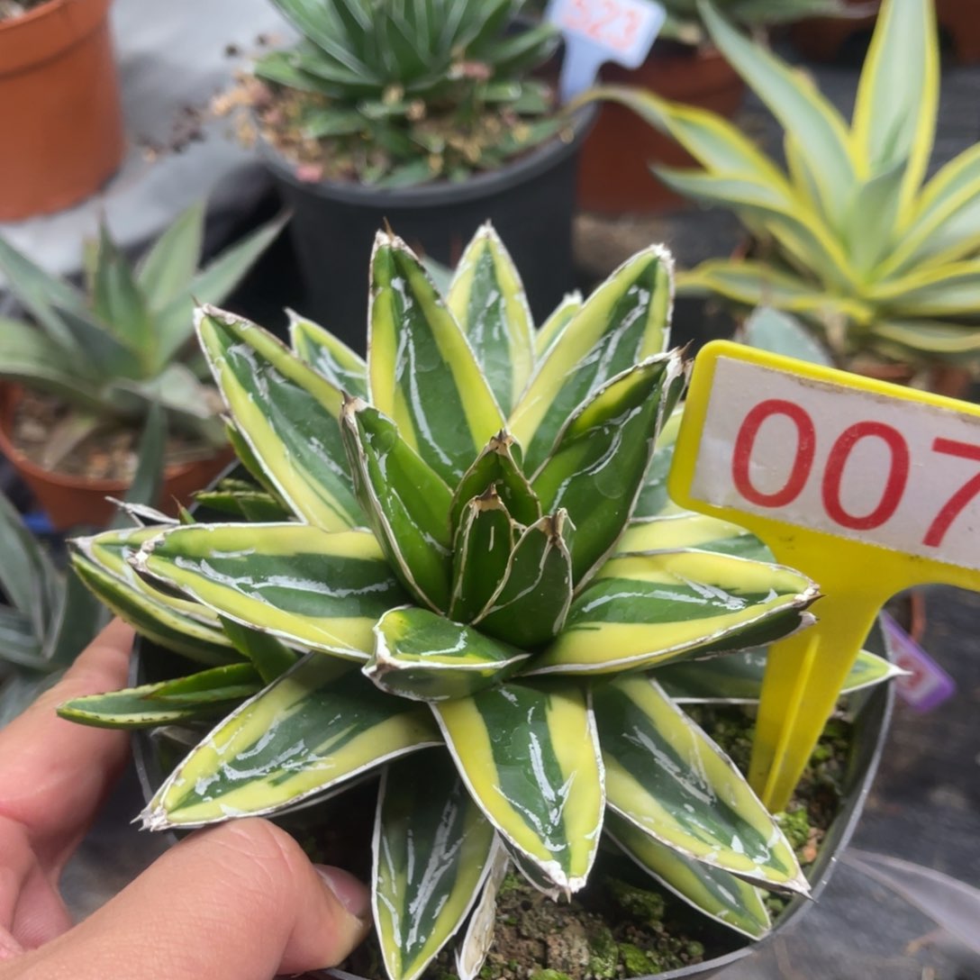 辉山锦龙舌兰系列