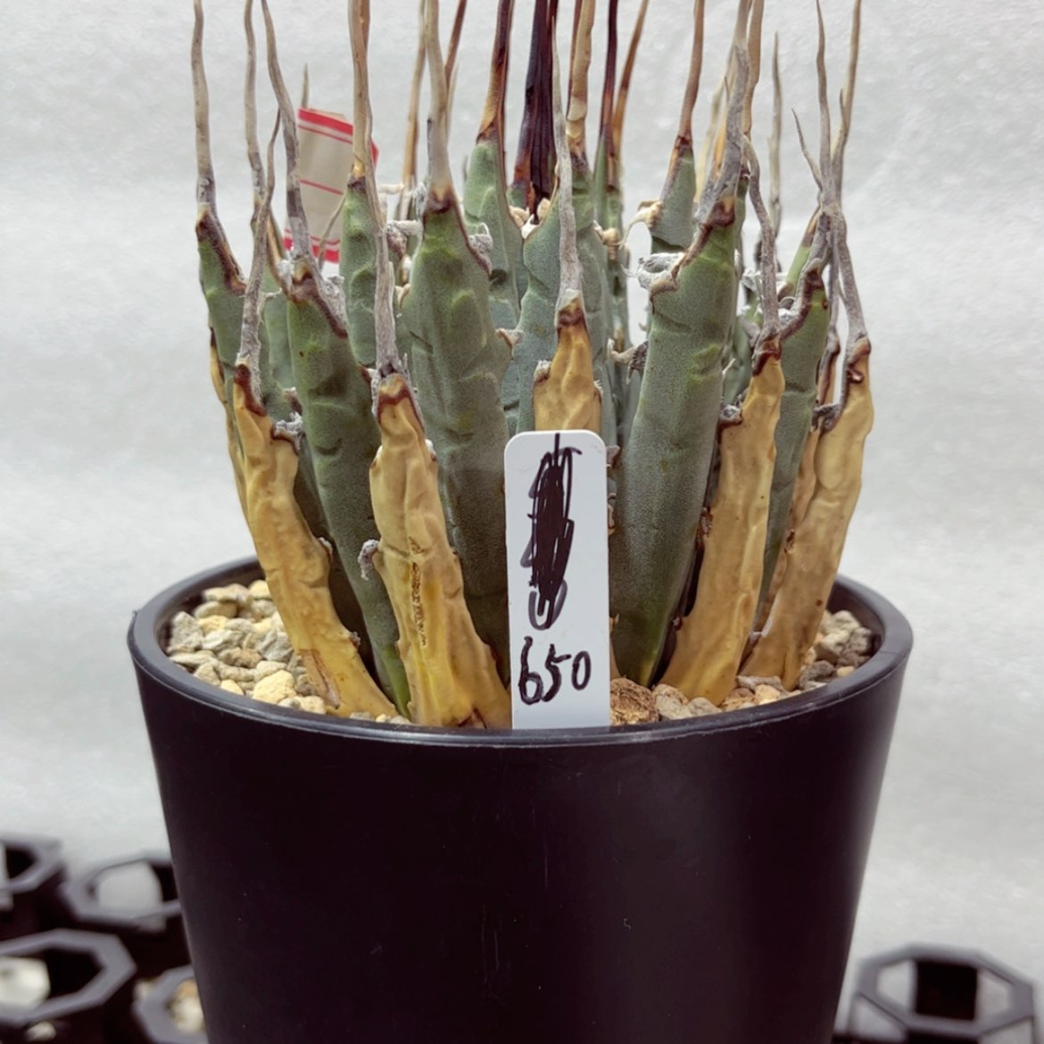 【闪购商品】熟桩/10公分