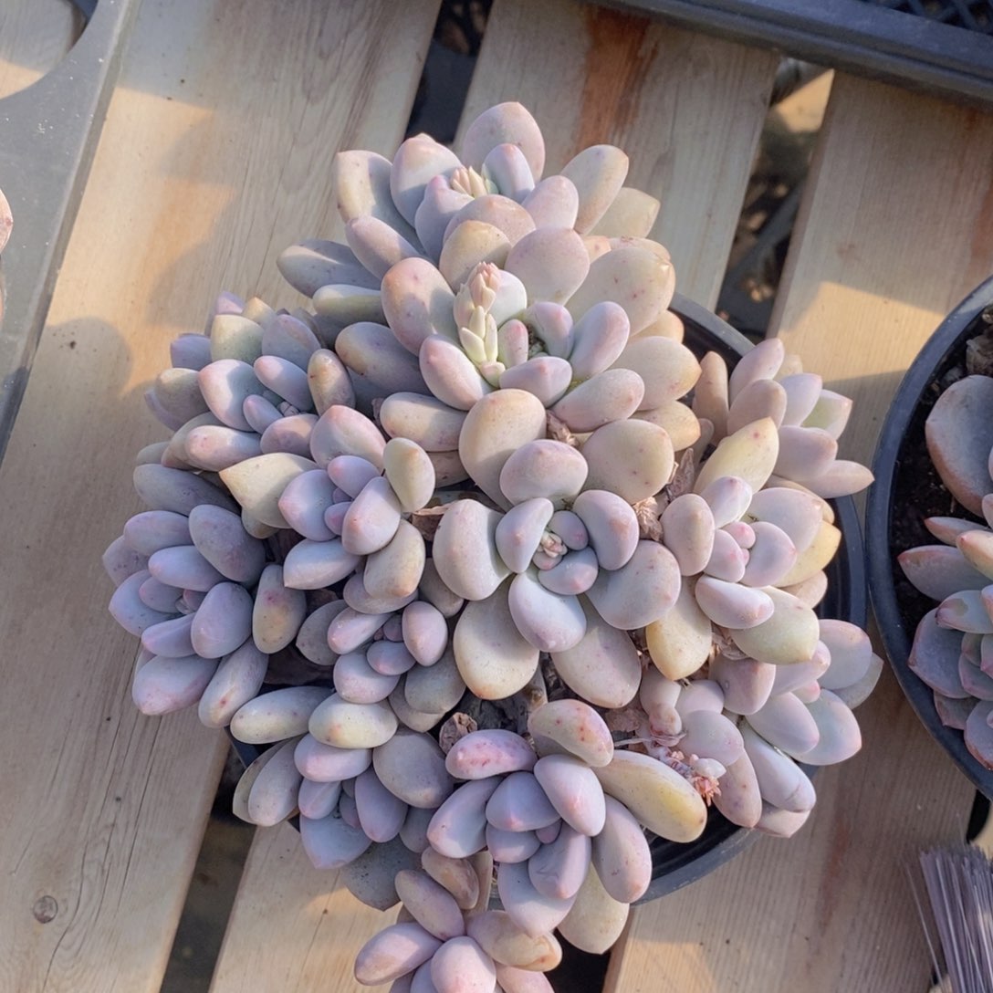 新香水群11111111