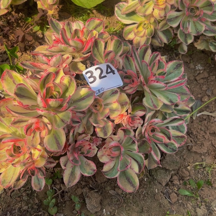 青花瓷多肉植物砍头324