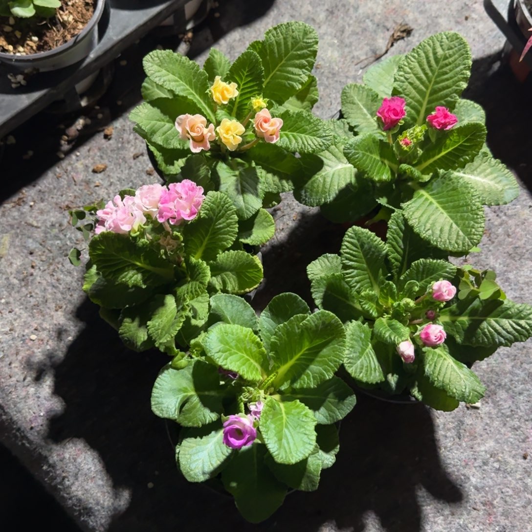 无花朵玫瑰报春随机5棵（颜色随机带花苞）