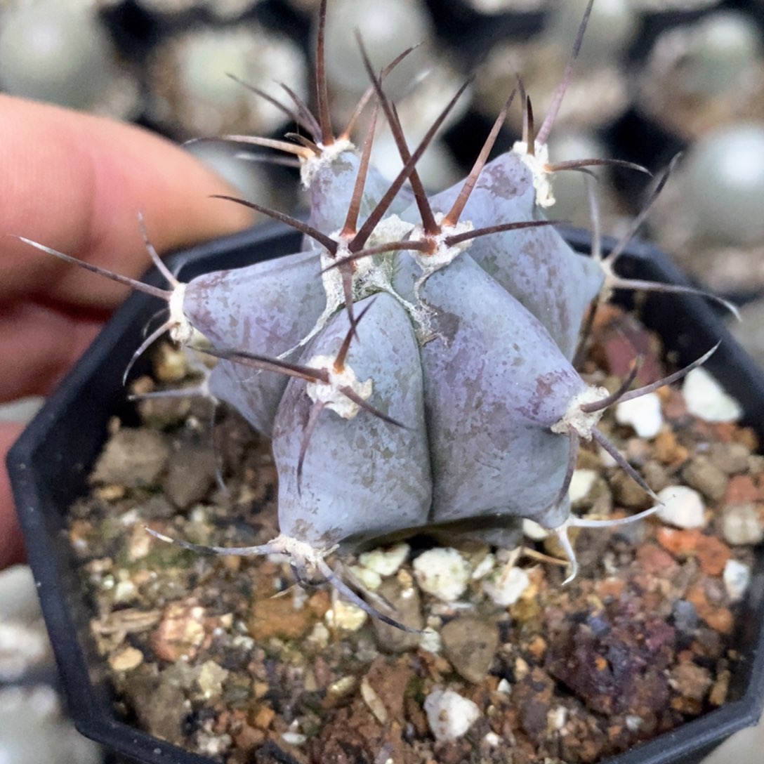 孤品实生出状态弁庆仙人球3.7cm