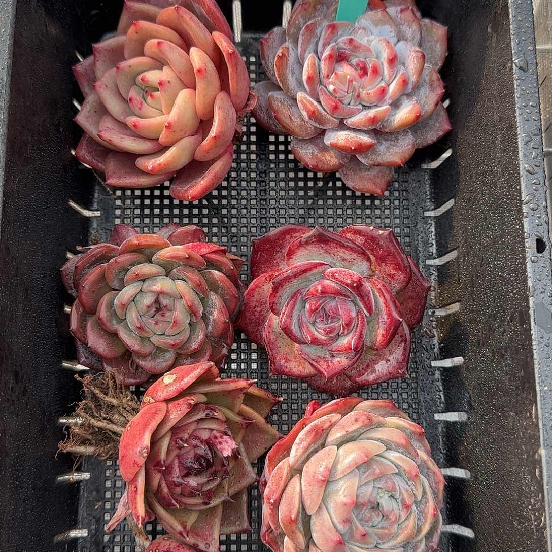 从前慢花园精选0129-27