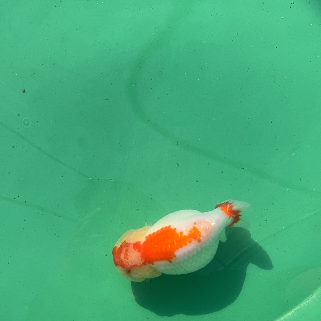 金鱼444444444444444444444