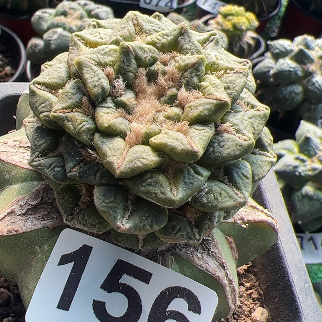 无花朵福利黑牡丹锦156