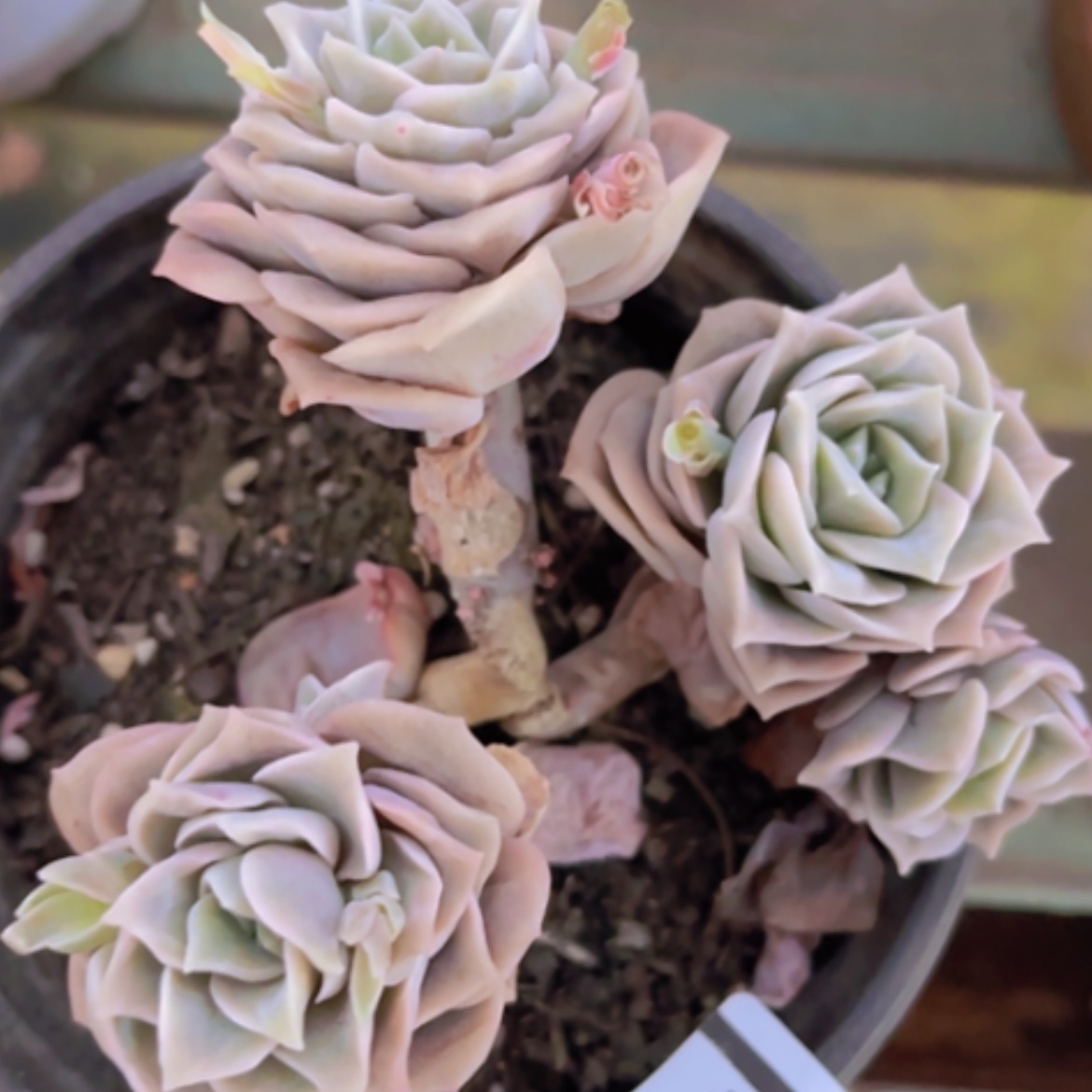 【闪购商品】夏***糖可爱玫瑰06234