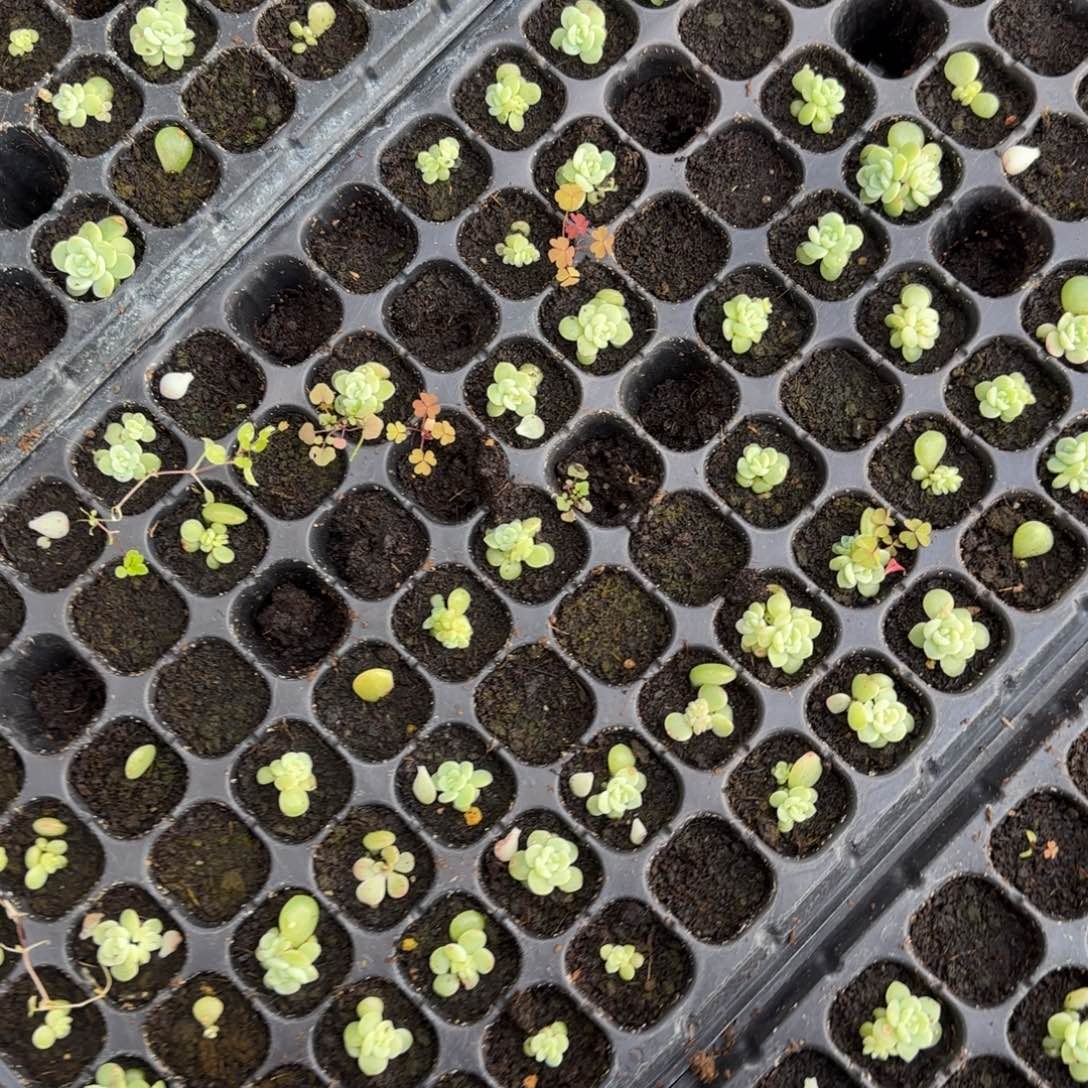 西米露4号穴一个满25包邮