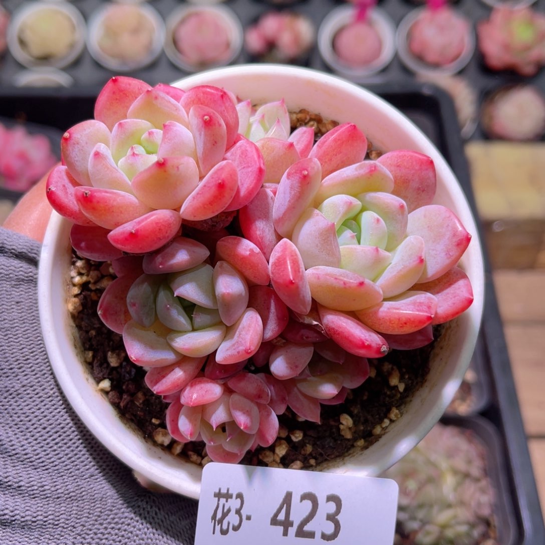 花03-423刚毅群生