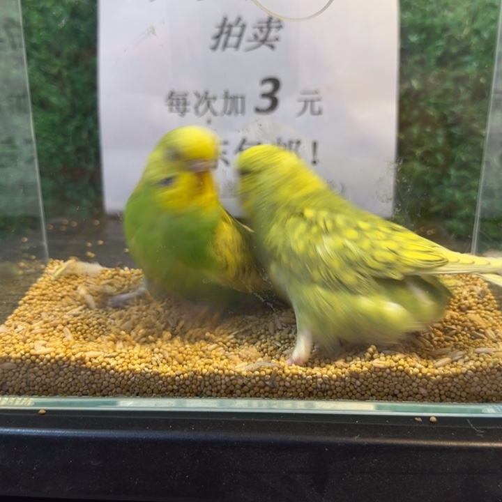 虎皮鹦鹉大头虎皮鹦鹉