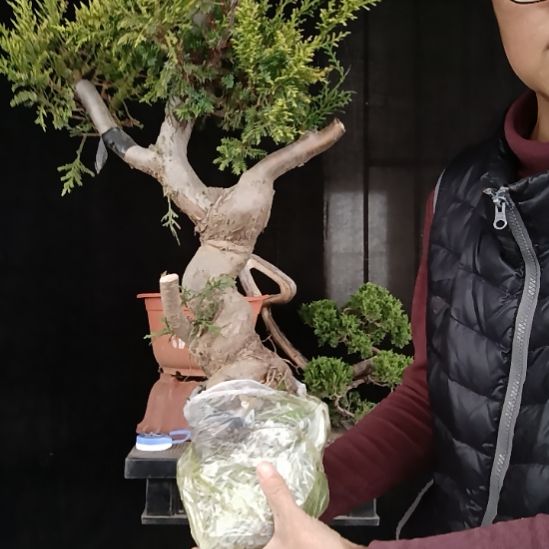 心***叔无花朵好好好好好好好好好
