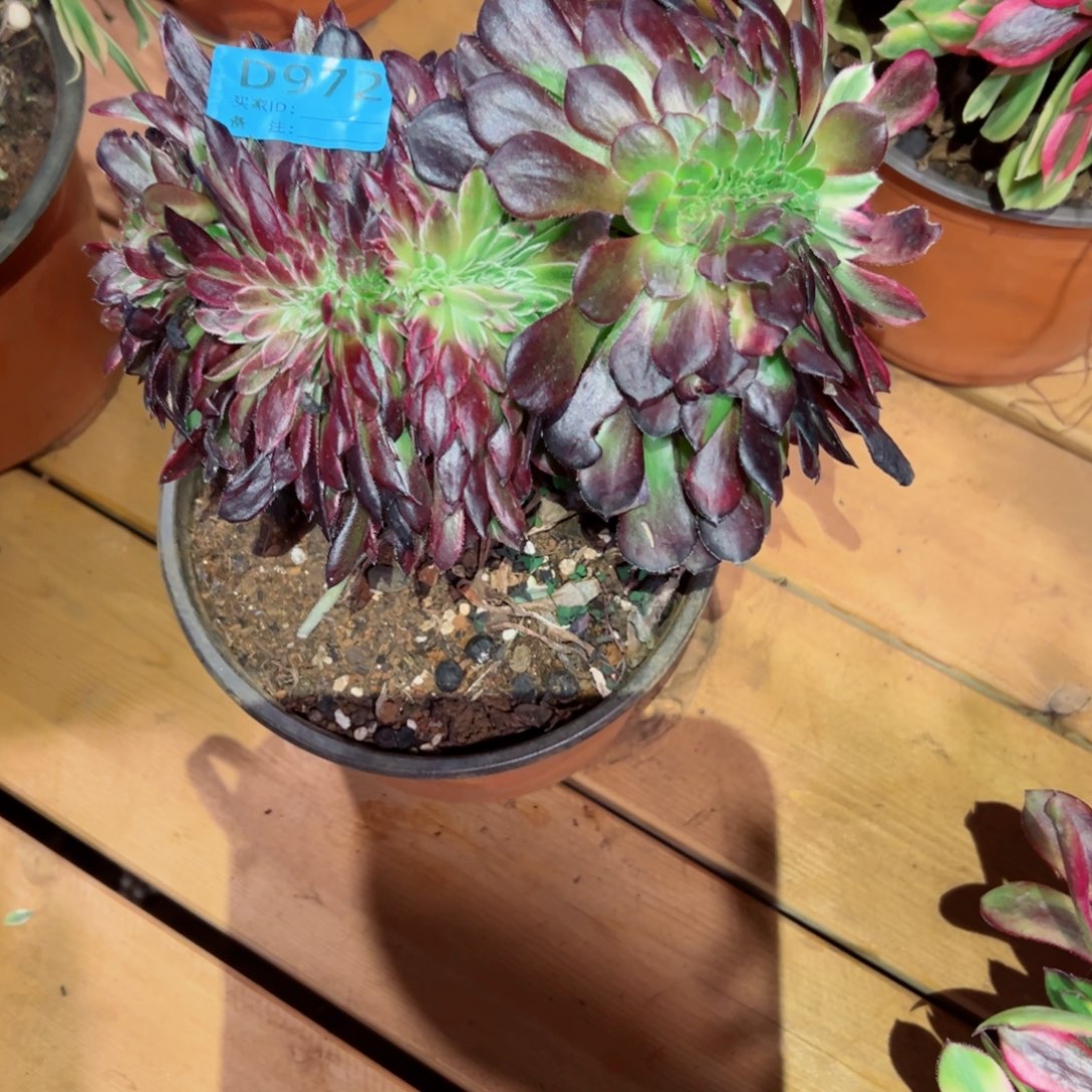 972 号多肉法师植物新年福利