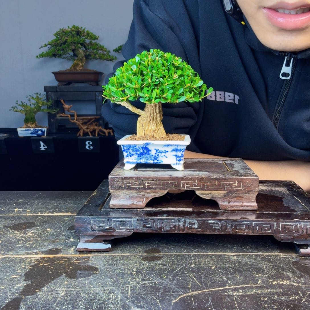 子***凡无花朵黄杨盆景一物一拍