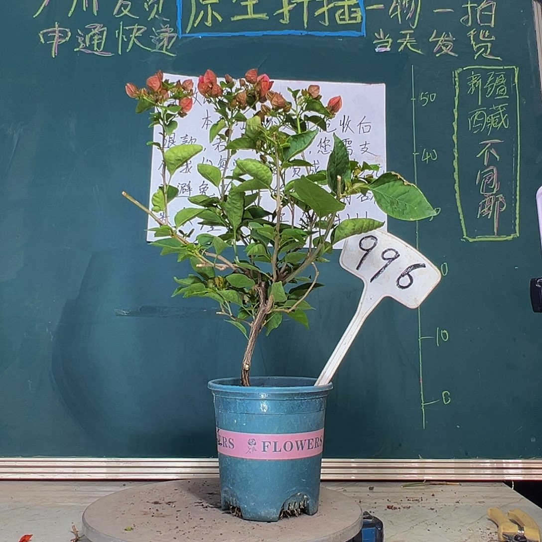 当前无花栽培后可以开花甜西瓜 996