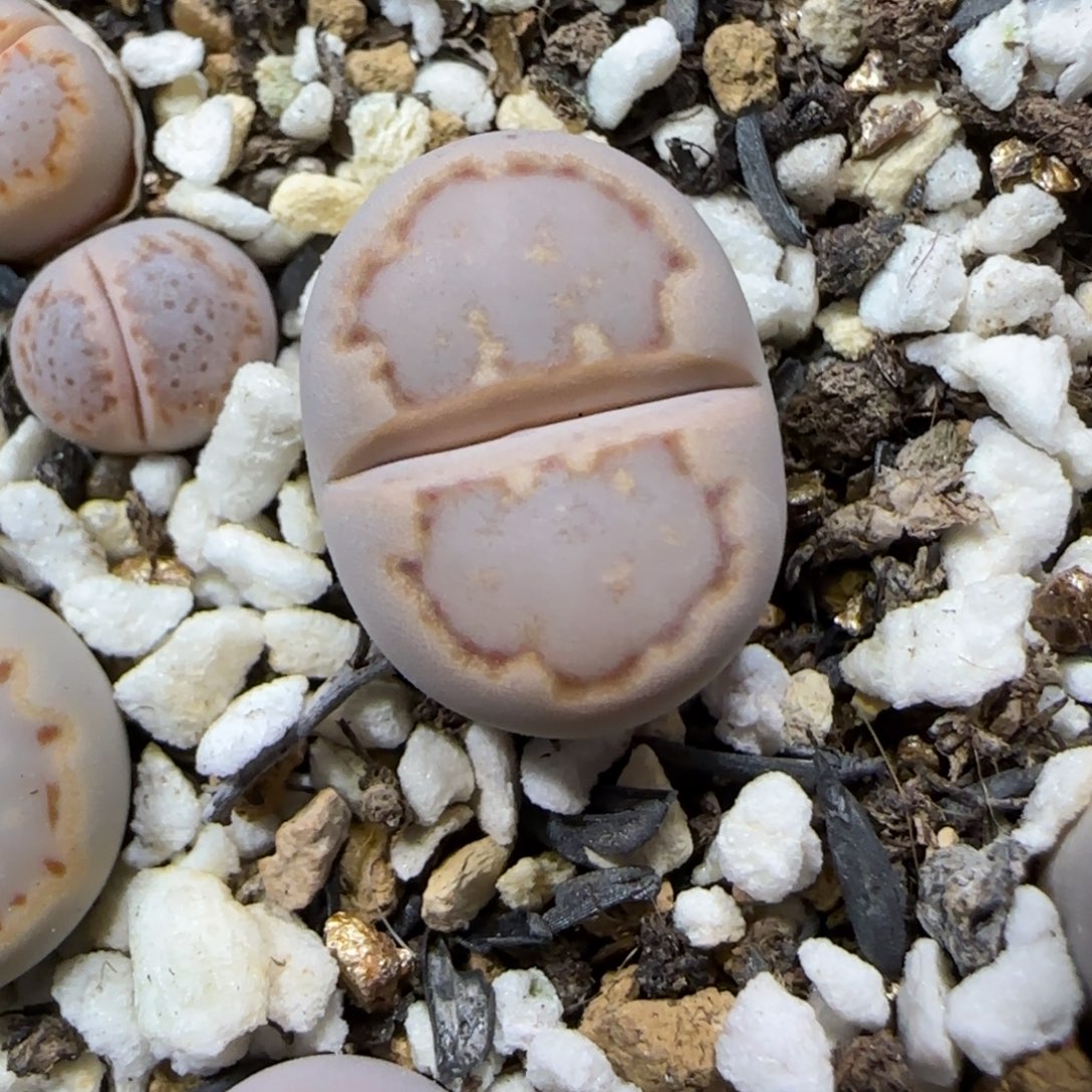 12.13.c24饼干.9020尺寸1.5cm