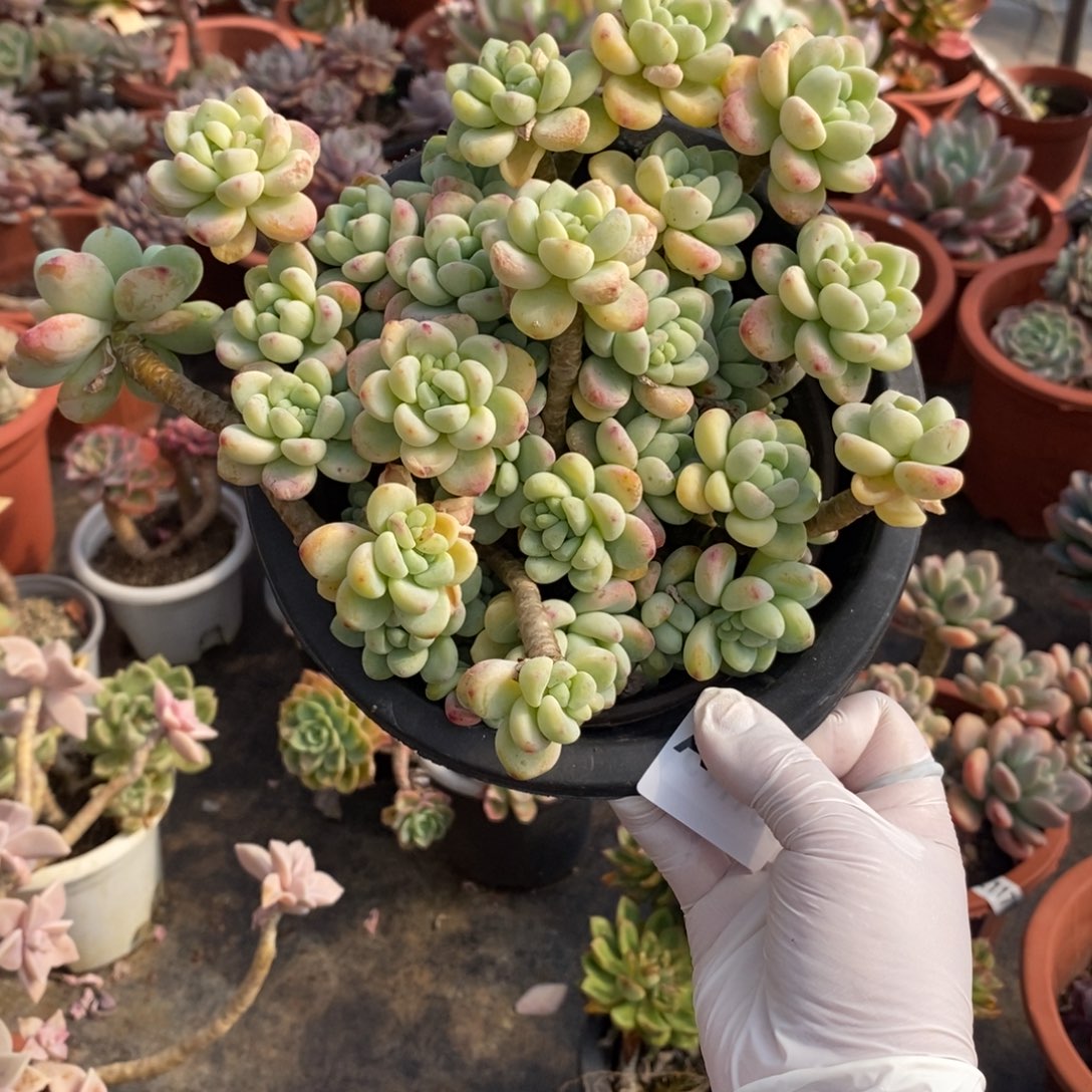 515劳尔整桩一物一拍