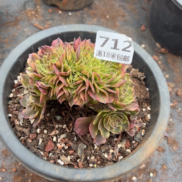 712万家丽缀化诺米多肉法师锦不包侧枝断枝不侧枝断枝