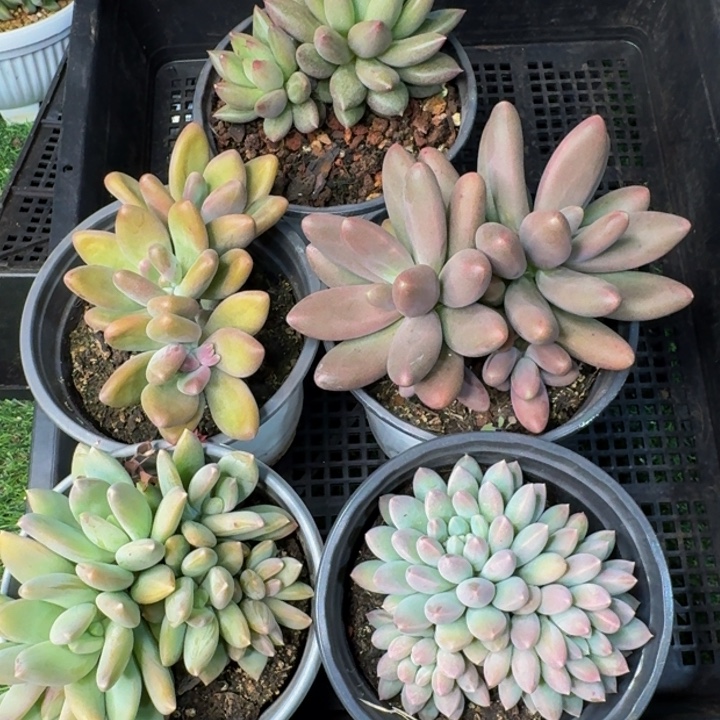 2555多肉植物一物一拍