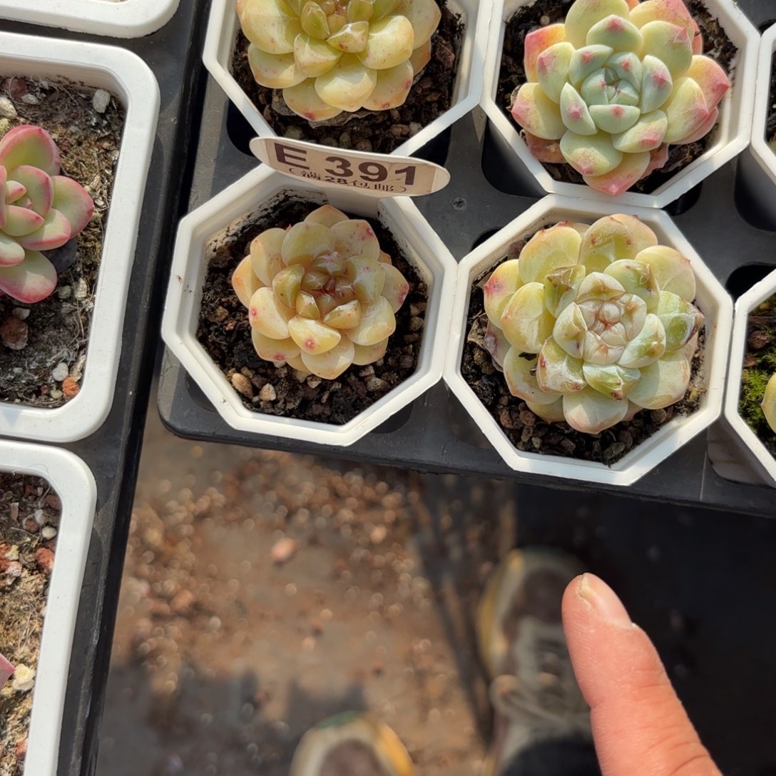 永***間E391糖心一物一拍