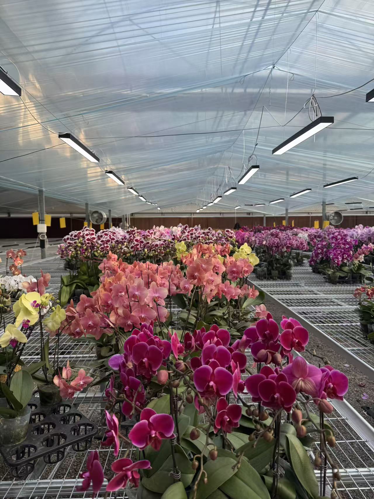 花之恋【盲盒组合】蝴蝶兰鲜花