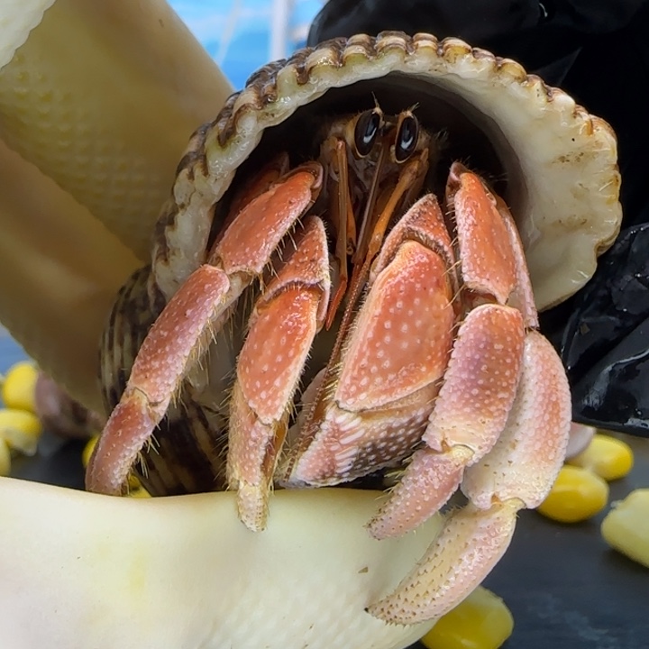 A38橘粉 灰白2.3cm口径