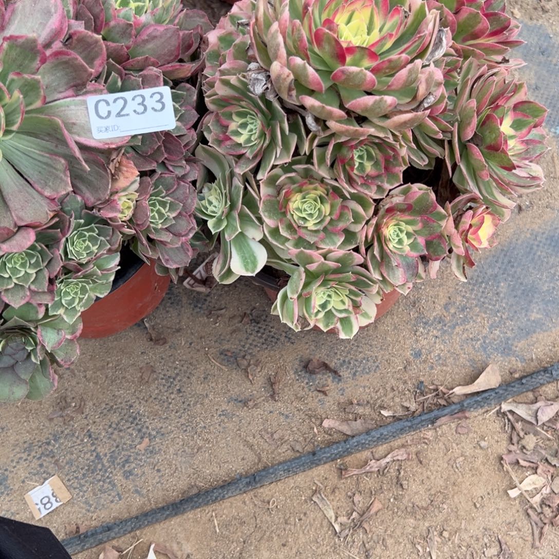 豆***宝233两颗组合多肉植物法师