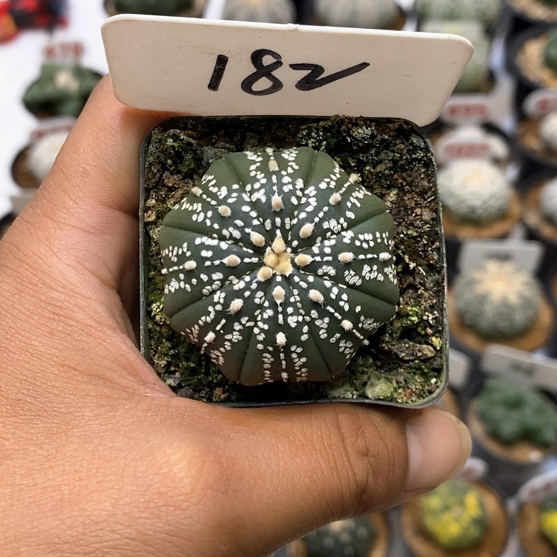 182福利特价来了哦亲