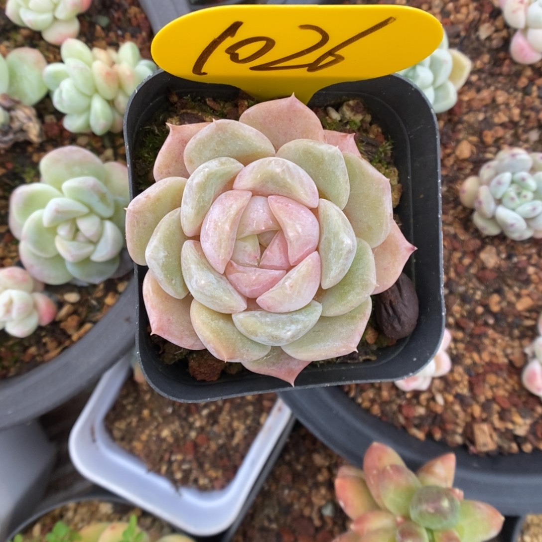 k***n糖心1026号。         