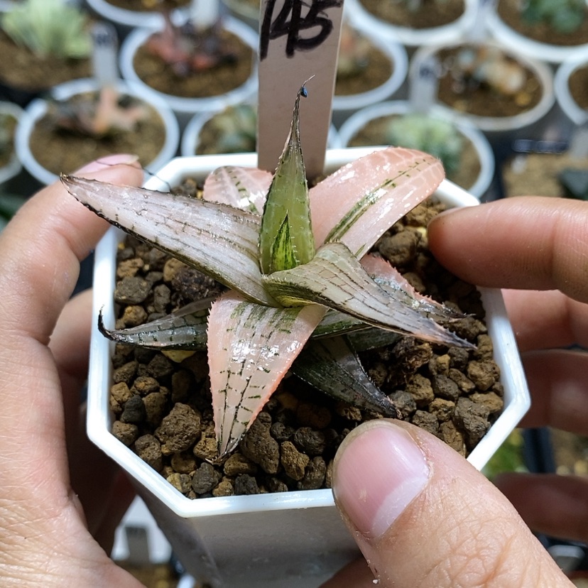 【闪购商品】145龙鳞