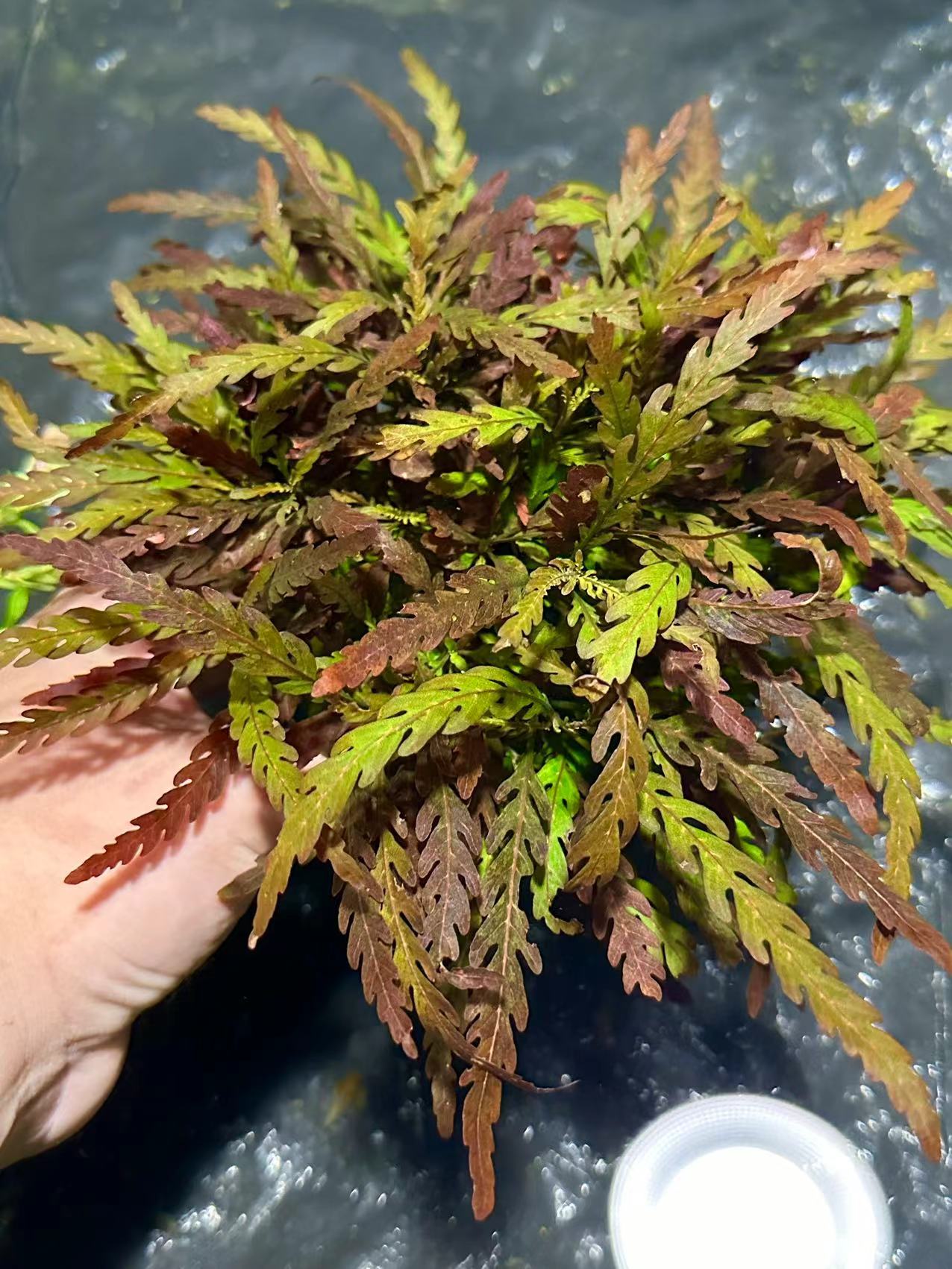 【羽裂】水蓑衣水草鱼缸造景大坨草